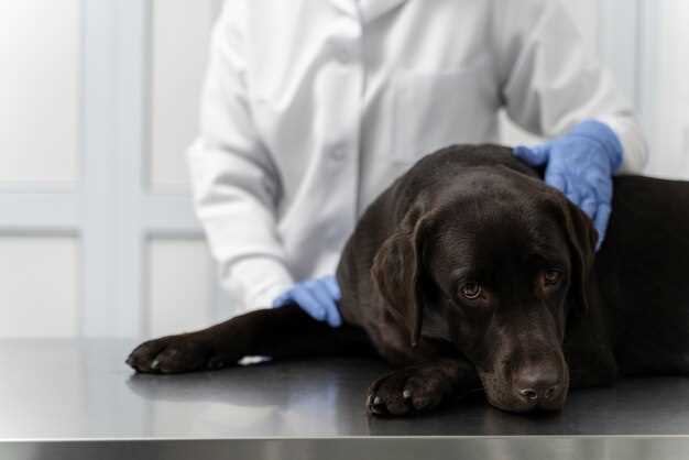 Common Side Effects of Clonidine in Dogs